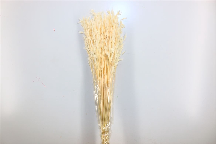 <h4>Pres Avena Sativa Bleached 100gr Bunch</h4>