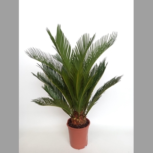 CYCAS REVOLUTA