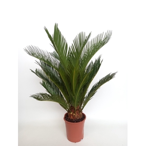 CYCAS REVOLUTA