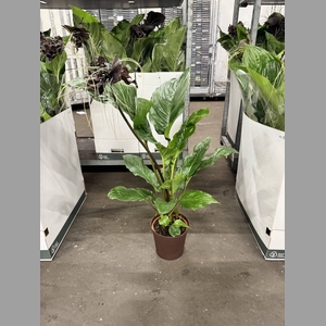 TACCA P17 A2  no flowers