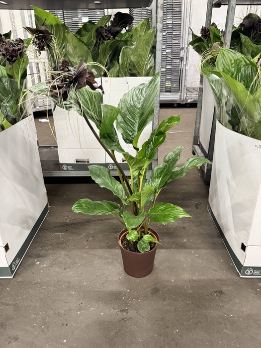<h4>TACCA P17 A2  no flowers</h4>