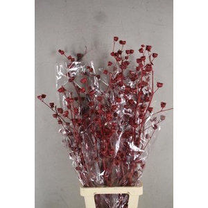 Df Lavatera Bs Met. Red 120g