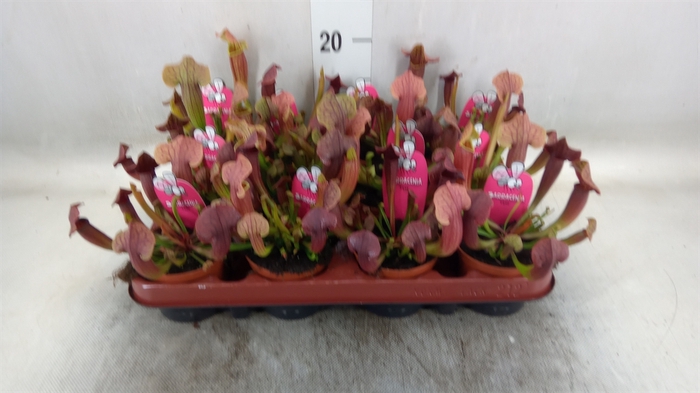 <h4>Sarracenia   ...</h4>