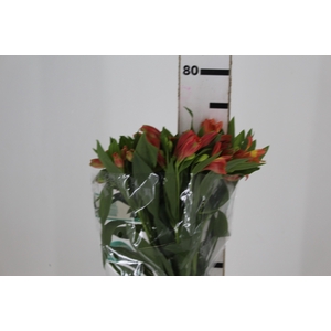 ALSTROEMERIA TROPICANA 080 CM