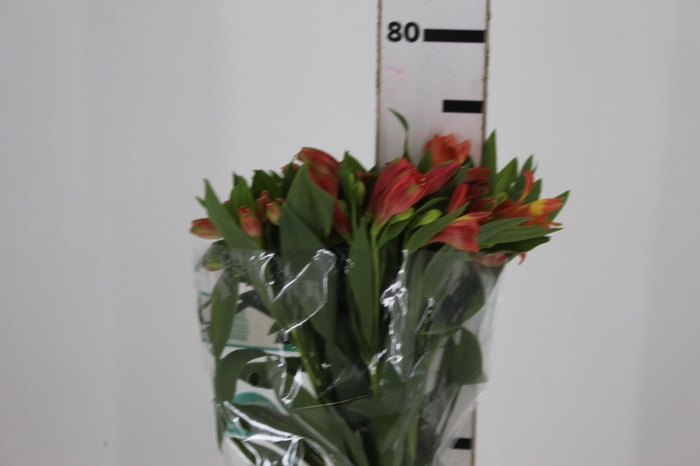 <h4>ALSTROEMERIA TROPICANA 080 CM</h4>