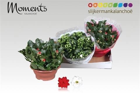 <h4>KAL GE GEM 2 KL</h4>