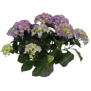 Hydrangea BLAUW