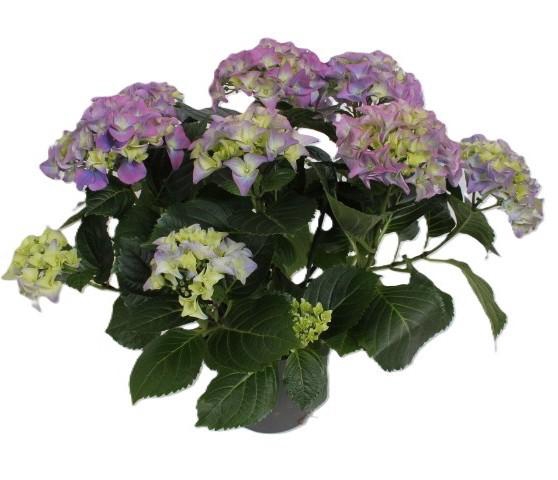 <h4>Hydrangea BLAUW</h4>