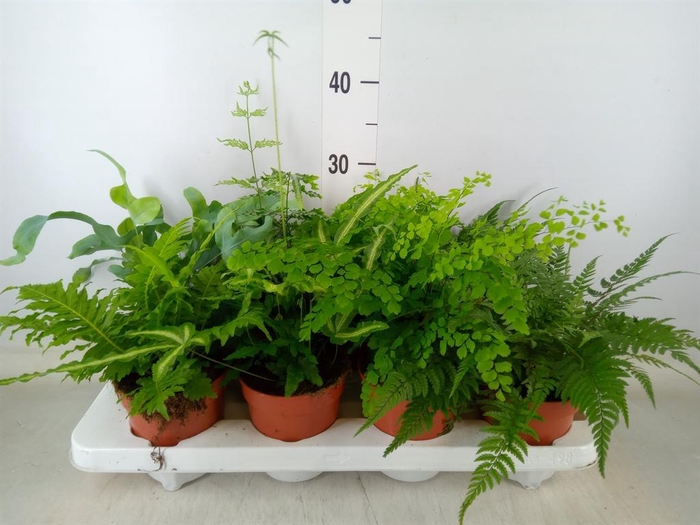 <h4>Ferns   ...mix</h4>