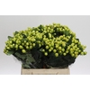 Hypericum Smiley Romance