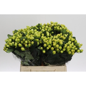 Hypericum Smiley Romance