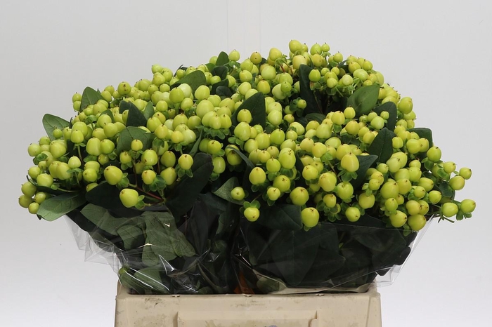 <h4>Hypericum Smiley Romance</h4>