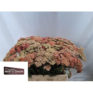 Achillea M Lachsschonheit