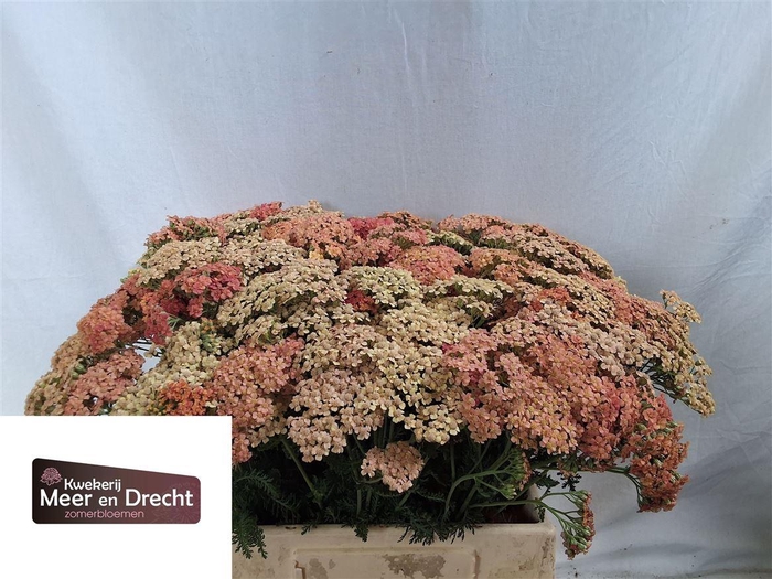 <h4>Achillea M Lachsschonheit</h4>