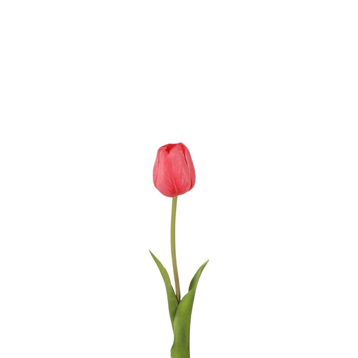 Tulipa 47cm