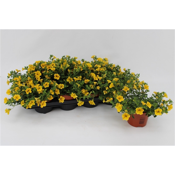 <h4>Calibrachoa Yellow 13cm</h4>