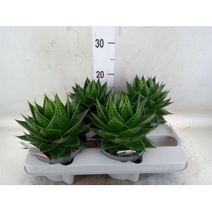 Aloe aristata 'Cosmo'