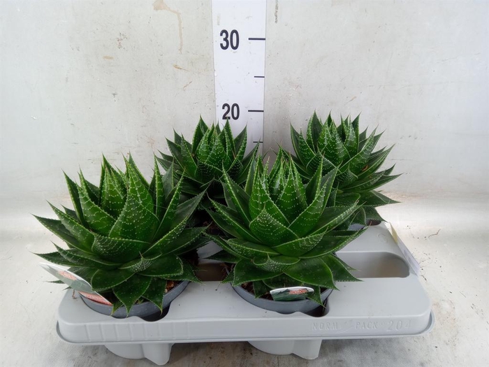 <h4>Aloe aristata 'Cosmo'</h4>
