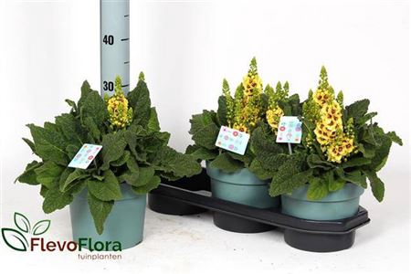 <h4>Verbascum Phoeniceum</h4>