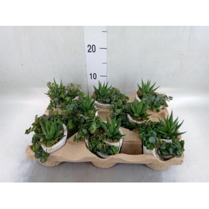 Arr.   Kamerplant Groen L%