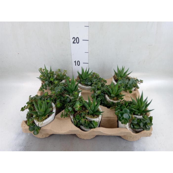 <h4>Arr.   Kamerplant Groen L%</h4>