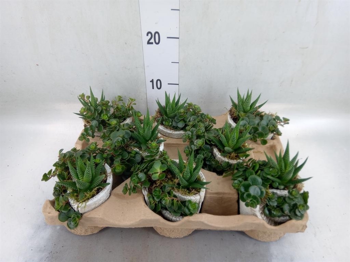 <h4>Arr.   Kamerplant Groen L%</h4>