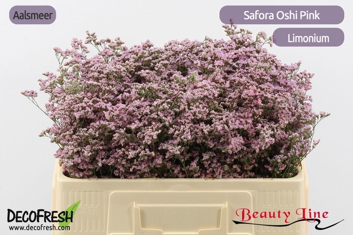 <h4>Lim Saf Oshi Pink</h4>