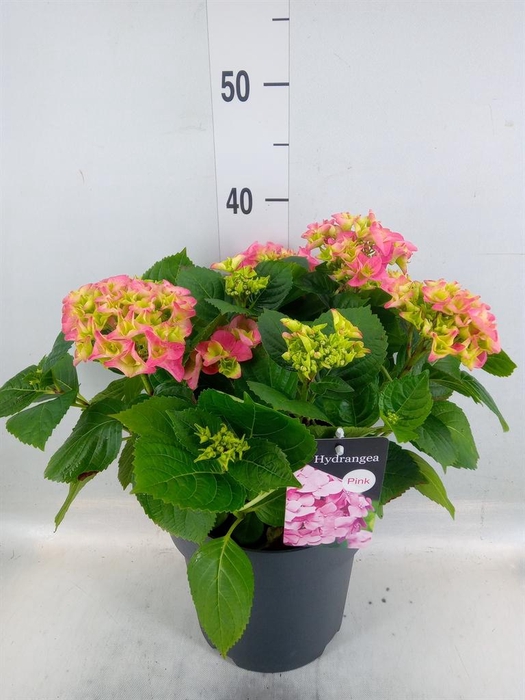 <h4>Hydrangea mac.</h4>