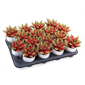 ECHEVERIA VELVET GLITTERTIPS GOLD + POT