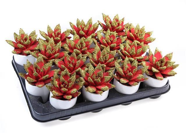 <h4>ECHEVERIA VELVET GLITTERTIPS GOLD + POT</h4>