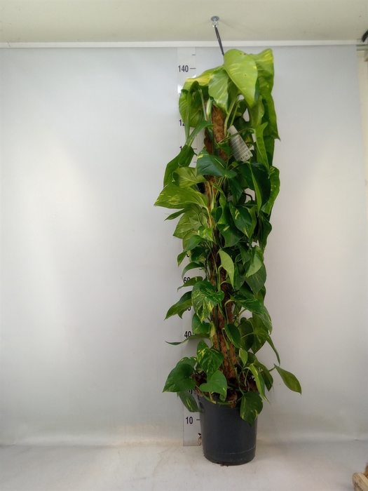 <h4>Epipremnum pinn.   ...moss stick</h4>