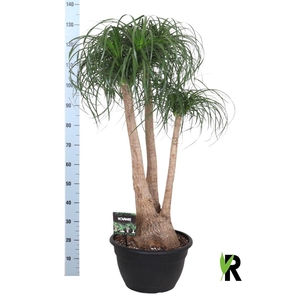 Beaucarnea recurvata