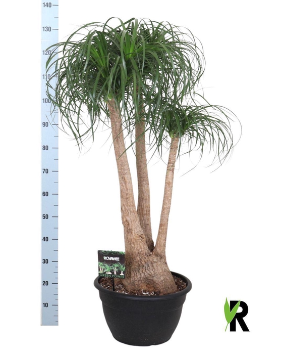 <h4>Beaucarnea recurvata</h4>