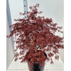 Acer pal. 'Garnet'