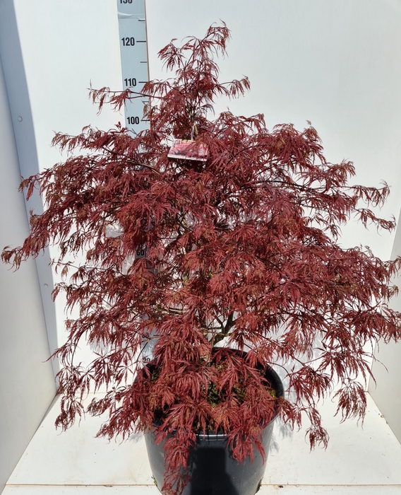 Acer pal. 'Garnet'