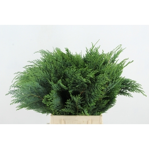 CONIFEER GREEN PER BUNCH