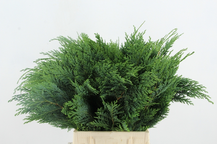 <h4>CONIFEER GROEN BS</h4>