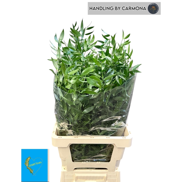 <h4>Danae Racemosa Pb</h4>