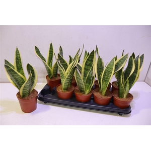 Sansev Futura Superb