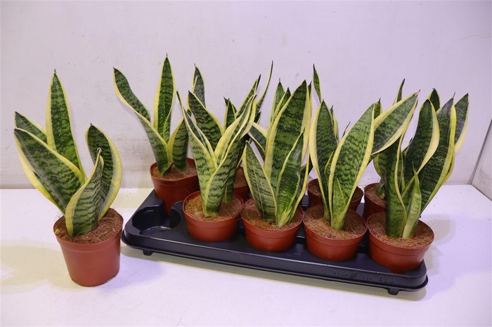 <h4>Sansev Futura Superb</h4>