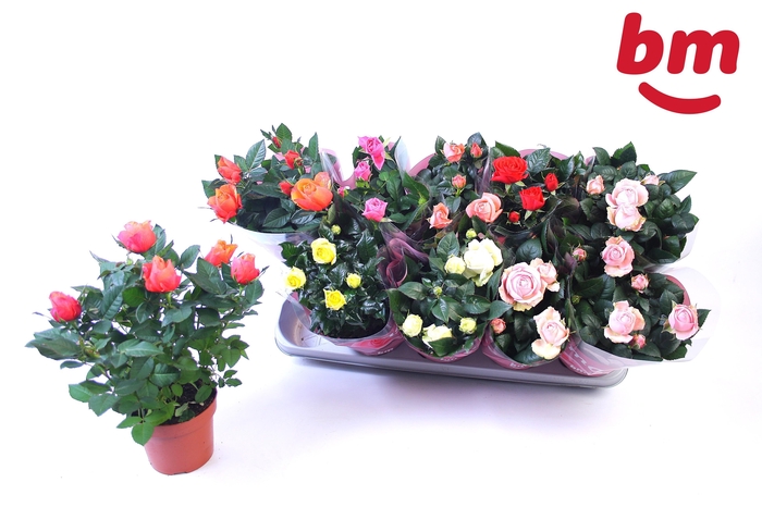 <h4>RO B MONDE GEM 6 SRT</h4>