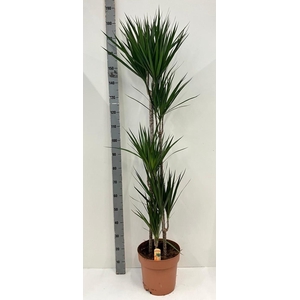 DRA MARGINATA