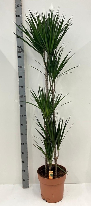 <h4>DRA MARGINATA</h4>