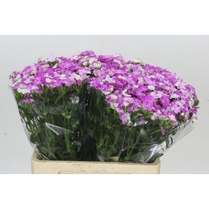 Dianthus Br Amazon Rose Magic