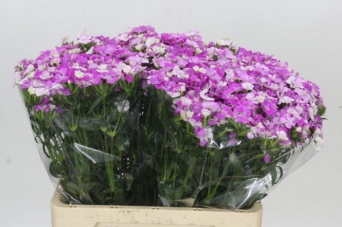 <h4>Dianthus Br Amazon Rose Magic</h4>