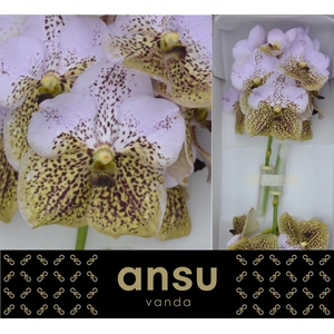 Vanda 'Divana Seashell Honey' x16