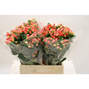 HYP MAG ROY PRINCESS