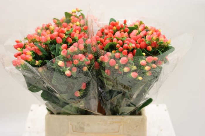 <h4>HYP MAG ROY PRINCESS</h4>