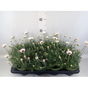 Rhodanthemum  'Casablanca'