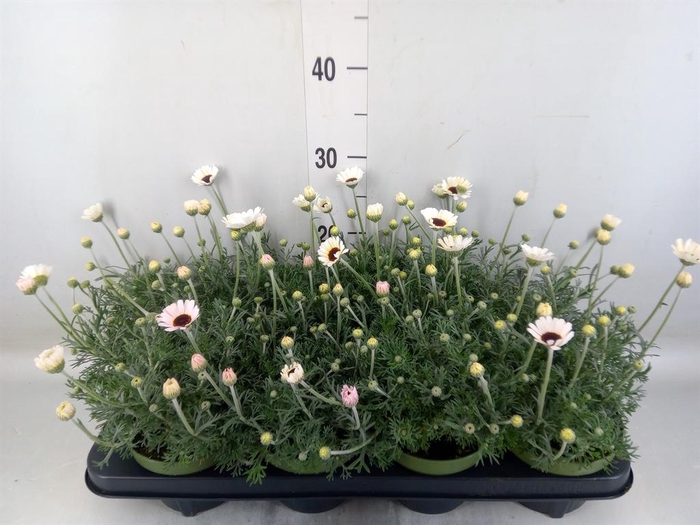 <h4>Rhodanthemum  'Casablanca'</h4>